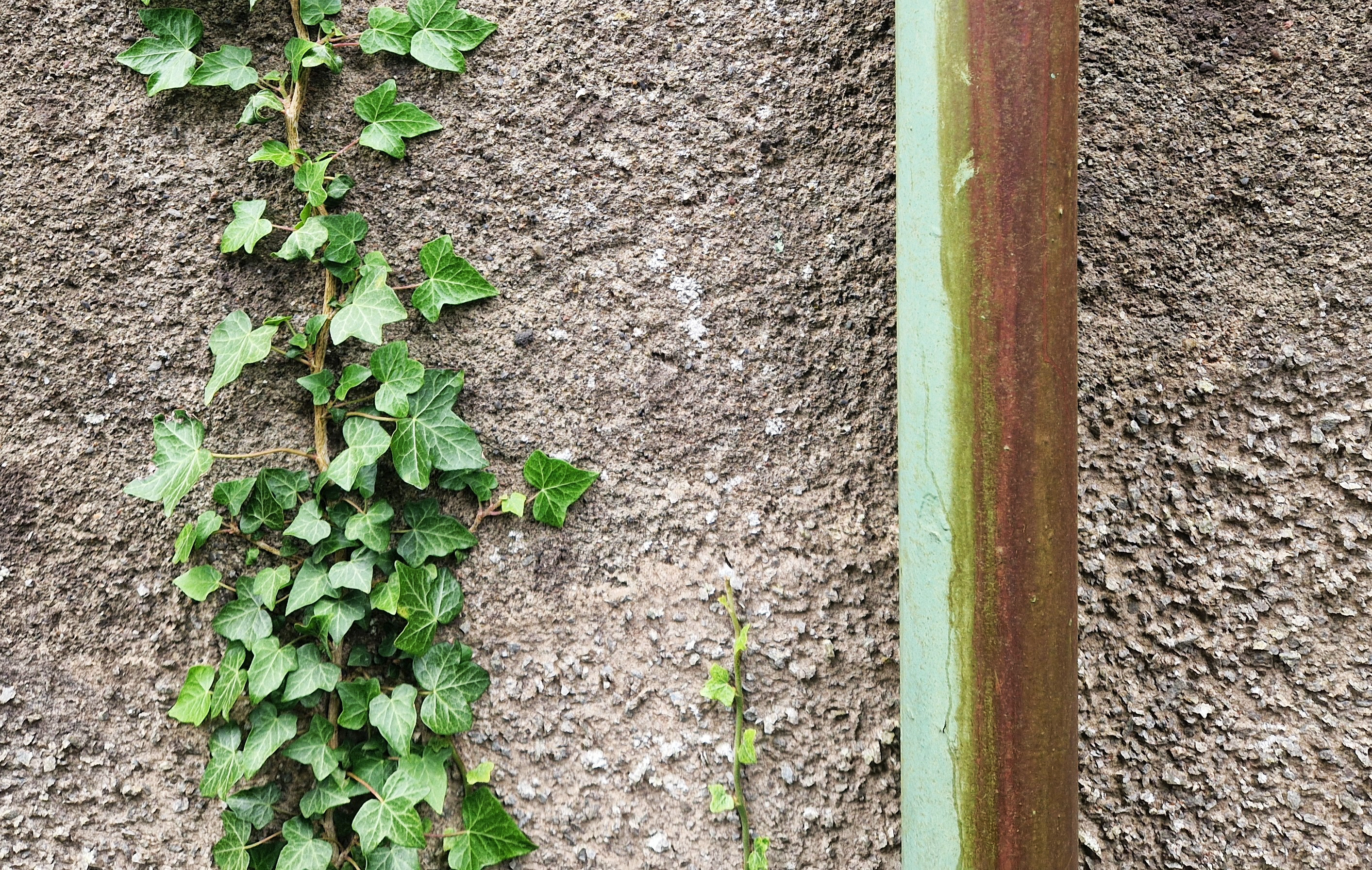 Ivy league image